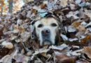 Maine family’s dogs spread autumn joy by jumping in leaf piles