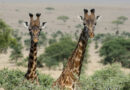 Giraffes need endangered species protection, U.S. officials say