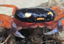 Halloween crab rescued at airport is now on display at zoo: ‘Charming crustacean’