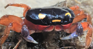 Halloween crab rescued at airport is now on display at zoo: ‘Charming crustacean’