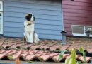 Dog stuck on the ‘slippery’ roof of a home brings out a crew of rescuers