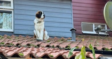 Dog stuck on the ‘slippery’ roof of a home brings out a crew of rescuers