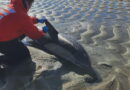 Dolphin strandings on Cape Cod at an all-time high, and experts believe it has to do with food