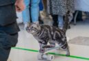 The most unique and quirky Guinness World Records of 2024 include origami dolphins and a skateboarding cat