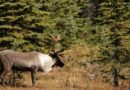 The fight to protect a reindeer species