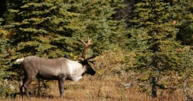 The fight to protect a reindeer species