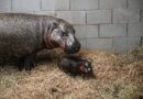 Zoo in Virginia launches poll to name newborn pygmy hippopotamus calf