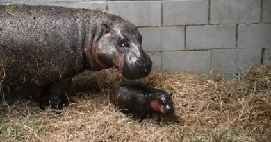 Zoo in Virginia launches poll to name newborn pygmy hippopotamus calf