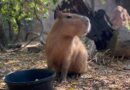 Capybaras are the “it” animal inspiration for toys, slippers and T-shirts this holiday season