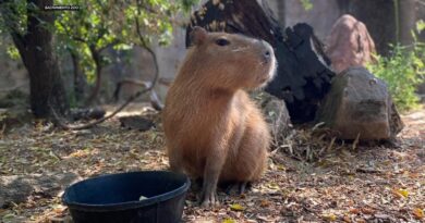 Capybaras are the “it” animal inspiration for toys, slippers and T-shirts this holiday season