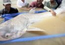 6 endangered Mekong giant catfish — one of the world’s largest and rarest freshwater fish — spotted in Cambodia