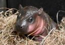 A hippopotamus for Christmas: Baby pygmy hippo born at Virginia zoo