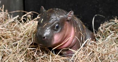 A hippopotamus for Christmas: Baby pygmy hippo born at Virginia zoo