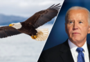 Biden signs bill designating bald eagle as national bird