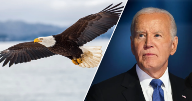 Biden signs bill designating bald eagle as national bird