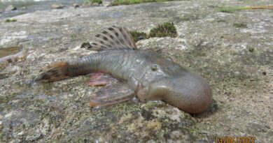 Vampire hedgehog, Pygmy pipehorse, “blob-headed” fish among new species identified in 2024