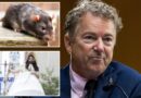 Cocaine for moody rats and climate-focused drag show-on-ice top Rand Paul’s annual ‘Festivus’ list of outrageous government waste