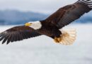 Bald eagle is officially America’s bird, with Biden’s signature