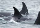 Orca who carried her dead calf for 17 days and 1,000 miles has a new baby