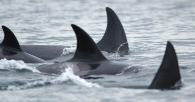 Orca who carried her dead calf for 17 days and 1,000 miles has a new baby