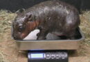 Online poll will decide name of Virginia zoo’s newest baby pygmy hippo