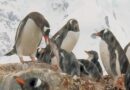 Nature: Penguins in Antarctica – CBS News