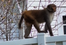 Monkeys spotted roaming Florida city as police issue warning