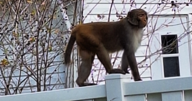 Monkeys spotted roaming Florida city as police issue warning