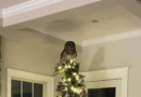 An owl came down a family’s chimney and perched on their Christmas tree: See the video