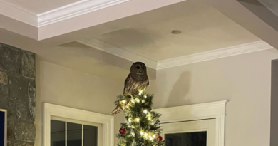 An owl came down a family’s chimney and perched on their Christmas tree: See the video