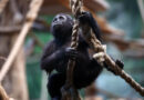 Breeding success: London zoo counts its animals one-by-one