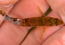 This Tiny Fish’s Mistaken Identity Halted a Dam’s Construction