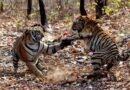 High Court seeks government reply on tourist vehicles blocking tigress’ path in Maharashtra sanctuary