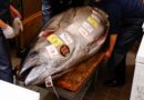 Giant bluefin tuna the size of a motorcycle sells for $1.3 million in Tokyo