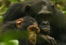 Mother Chimp and Daughter Share a Special Sign