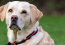 Dogs in UK Are First to Be Trained to Sniff Out Bowel Cancer–After Nailing Parkinson’s and COVID