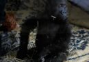 Young gorilla rescued from airplane cargo hold recovers at Istanbul zoo