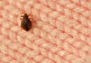 Bedbugs can travel on airplanes, expert says: What flyers need to know