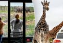 New Year, new adventure as travelers can sleep near wild animals at safari park