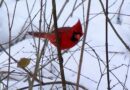 Nature: Birds in New York State