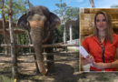 Elephant expert warns tourists after Blanca Ojanguren García’s death in Thailand