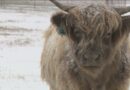 Cows at Siloam Springs farm embrace Arkansas snow