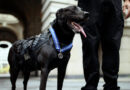 Hurricane, Dog Who Protected Obama White House From Intruder, Dies at 15