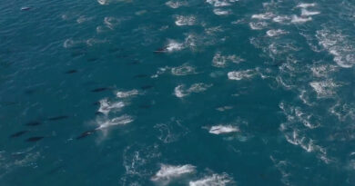 Boat Crew Spots Thousands of Dolphins in a California Bay ‘Superpod’