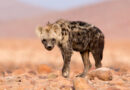 A Spotted Hyena Turns Up in Egypt After a 5,000 Absence