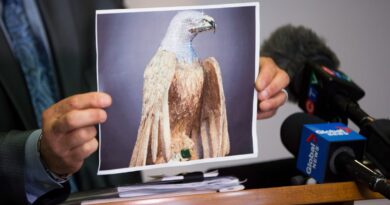 B.C. Supreme Court judge allows eagle sculpture insurance case despite ‘inexcusable’ delays