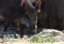 WIld “super pigs” wreak havoc around U.S-Canada border