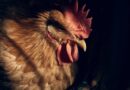 H5N5 bird flu reported on backyard farm in Newfoundland and Labrador