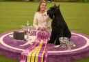 Monty the giant schnauzer wins Best in Show. See the Westminster Dog Show highlights in photos.