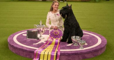 Monty the giant schnauzer wins Best in Show. See the Westminster Dog Show highlights in photos.